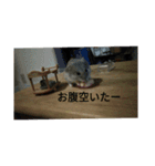 ハミさんのスタンプ（個別スタンプ：3）