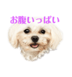 マルごと蓮ちゃん（個別スタンプ：3）