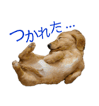 てんまめ スタンプ（個別スタンプ：39）