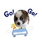 ごん＆こん（個別スタンプ：5）