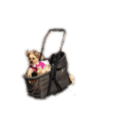 ラテ piro（個別スタンプ：19）