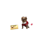 ラテ piro（個別スタンプ：38）