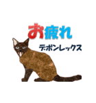 猫種類（個別スタンプ：33）