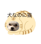 モコくんスタンプ（個別スタンプ：6）
