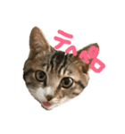 高木さんちの小麦くん（個別スタンプ：1）