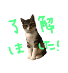 高木さんちの小麦くん（個別スタンプ：4）