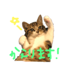 高木さんちの小麦くん（個別スタンプ：7）