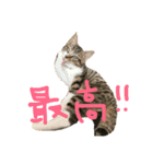 高木さんちの小麦くん（個別スタンプ：8）