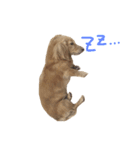 まろんちゃーーーん（個別スタンプ：6）