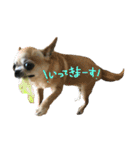 ぶさかわ犬まるひな（個別スタンプ：3）