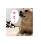 ぶさかわ犬まるひな（個別スタンプ：10）