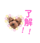 ティーカッププードルの福来（個別スタンプ：7）
