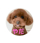 トイプードルのスタンプ。（個別スタンプ：7）