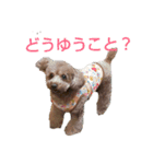 トイプードルのスタンプ。（個別スタンプ：9）
