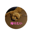 トイプードルのスタンプ。（個別スタンプ：15）
