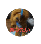 トイプードルのスタンプ。（個別スタンプ：16）