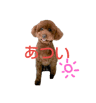 トイプードルのスタンプ。（個別スタンプ：19）