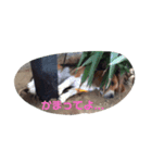 ジャックくんスタンプ（個別スタンプ：3）