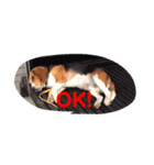 ジャックくんスタンプ（個別スタンプ：7）