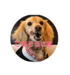 ミニチュアダックスフンドのマロン♀です（個別スタンプ：5）