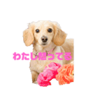 ミニチュアダックスフンドのマロン♀です（個別スタンプ：11）
