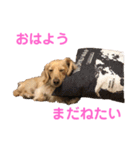 ミニチュアダックスフンドのマロン♀です（個別スタンプ：13）