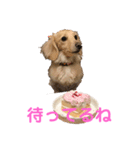 ミニチュアダックスフンドのマロン♀です（個別スタンプ：14）