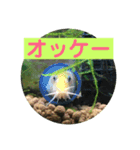 毎日どじょうさんと一緒❤️（個別スタンプ：1）