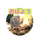 毎日どじょうさんと一緒❤️（個別スタンプ：2）