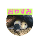 毎日どじょうさんと一緒❤️（個別スタンプ：4）