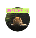 毎日どじょうさんと一緒❤️（個別スタンプ：5）