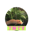 毎日どじょうさんと一緒❤️（個別スタンプ：7）