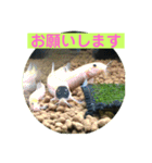毎日どじょうさんと一緒❤️（個別スタンプ：10）