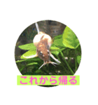 毎日どじょうさんと一緒❤️（個別スタンプ：11）