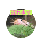 毎日どじょうさんと一緒❤️（個別スタンプ：12）