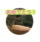 毎日どじょうさんと一緒❤️（個別スタンプ：13）