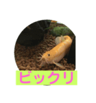 毎日どじょうさんと一緒❤️（個別スタンプ：17）