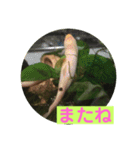 毎日どじょうさんと一緒❤️（個別スタンプ：22）