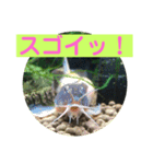 毎日どじょうさんと一緒❤️（個別スタンプ：23）