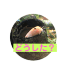 毎日どじょうさんと一緒❤️（個別スタンプ：24）