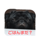 可愛いパグのスタンプ（個別スタンプ：3）