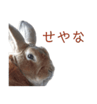 癒しのミニレッキス（個別スタンプ：30）