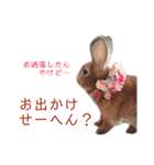 癒しのミニレッキス（個別スタンプ：31）