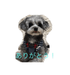 可愛い！チワプーの黒丸ちゃん（個別スタンプ：9）