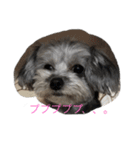 可愛い！チワプーの黒丸ちゃん（個別スタンプ：10）