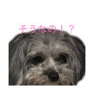 可愛い！チワプーの黒丸ちゃん（個別スタンプ：24）