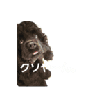 辛辣なこてつ（個別スタンプ：11）