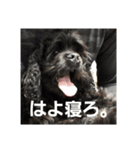 辛辣なこてつ（個別スタンプ：12）