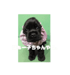 辛辣なこてつ（個別スタンプ：13）