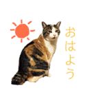 可愛い猫の使いやすいスタンプ（個別スタンプ：1）